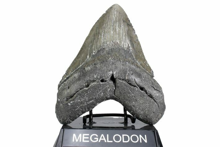 Huge, Fossil Megalodon Tooth - North Carolina #380133
